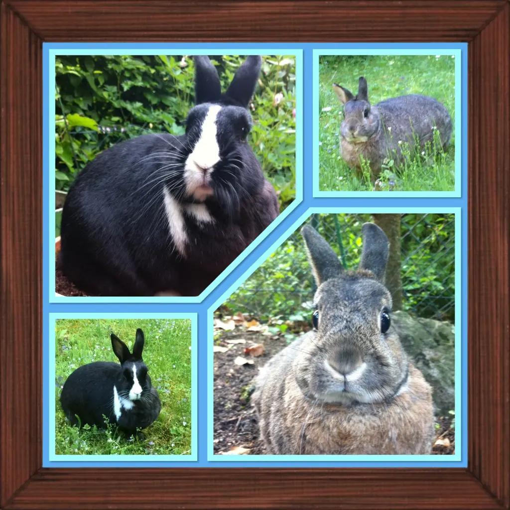 Andachtsbild von Rosen für Paula