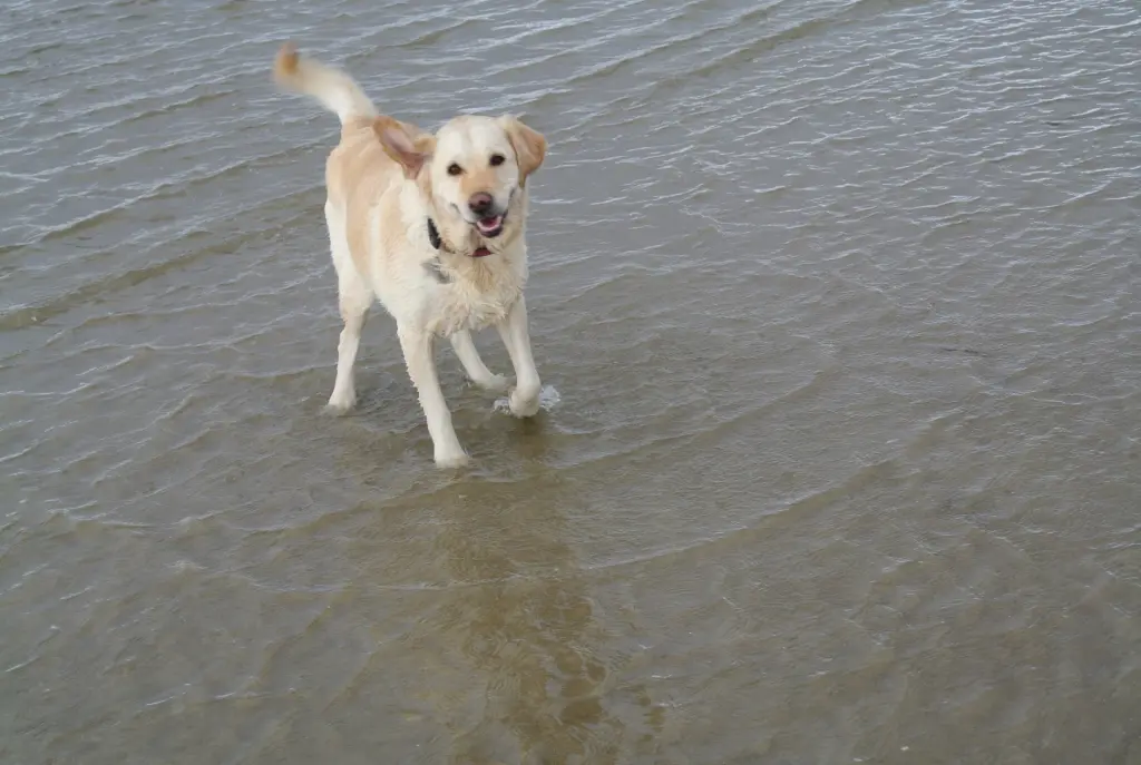 Andachtsbild von Brigitta