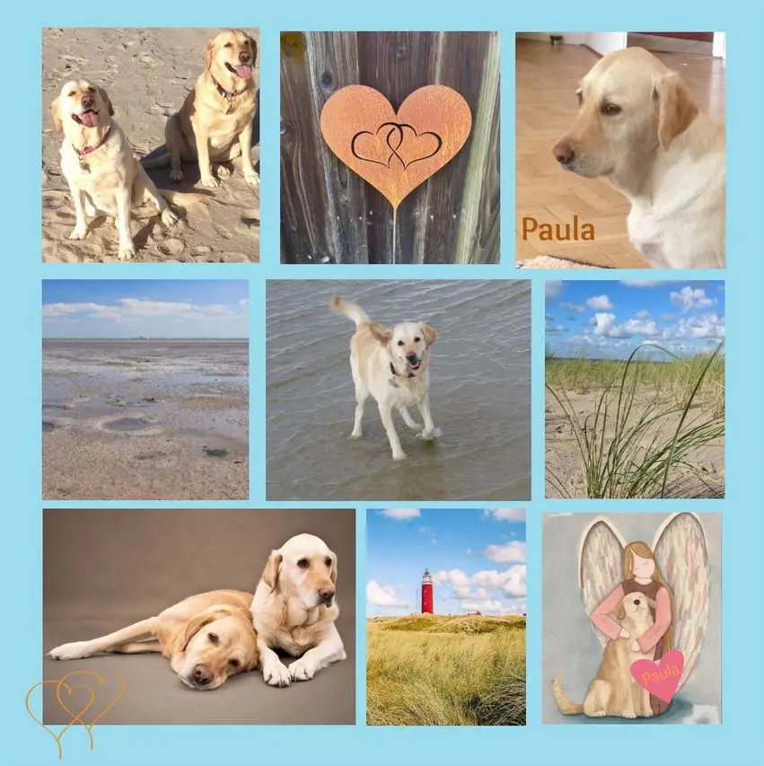 Andachtsbild von Rosen für Paula zum 2. Sternchengedenktag