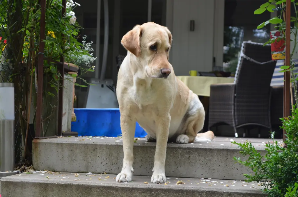 Andachtsbild von Brigitta