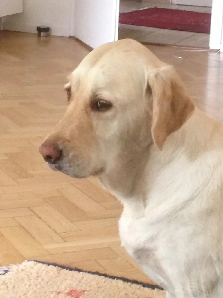 Andachtsbild von Brigitta