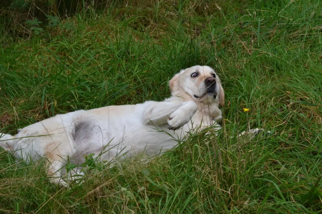 Andachtsbild von Brigitta 