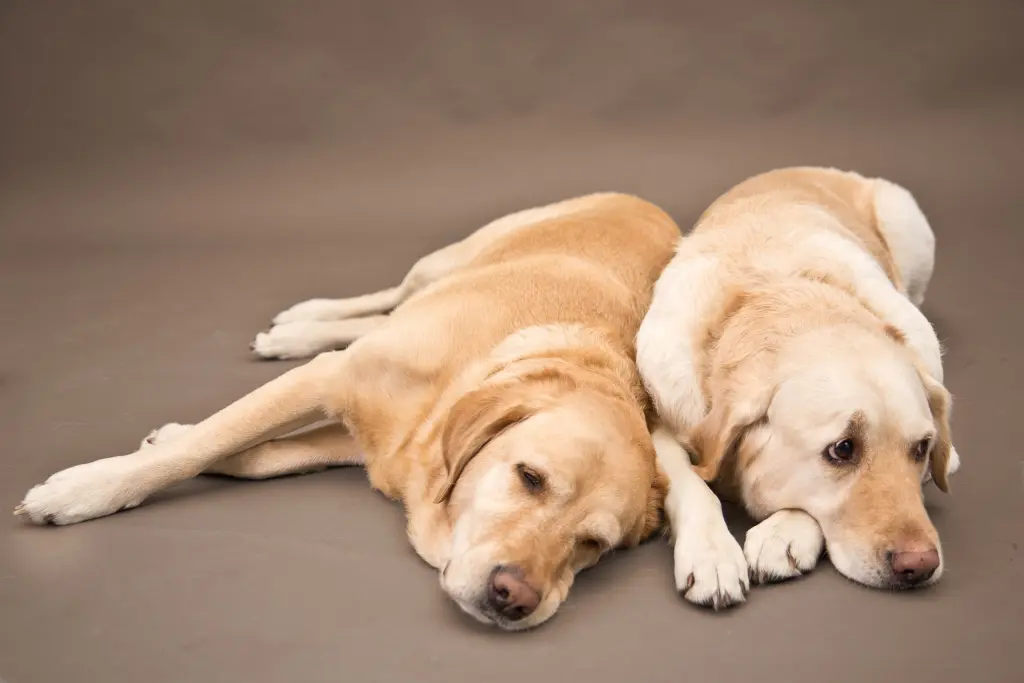 Andachtsbild von Unbekannt