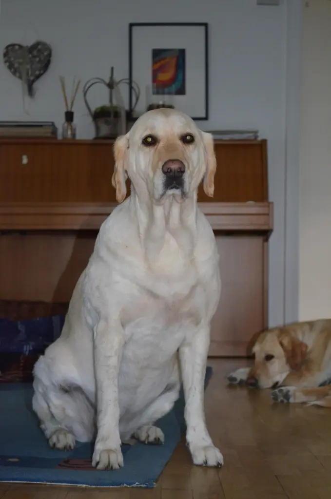 Andachtsbild von Brigitta 