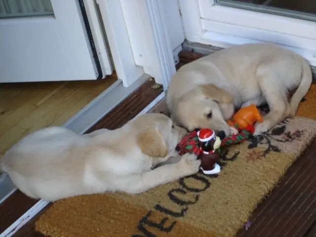 Andachtsbild von Brigitta 