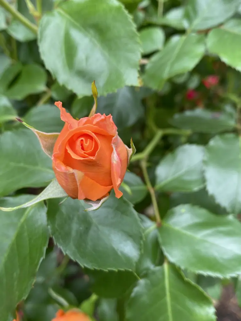 Andachtsbild von Brigitta