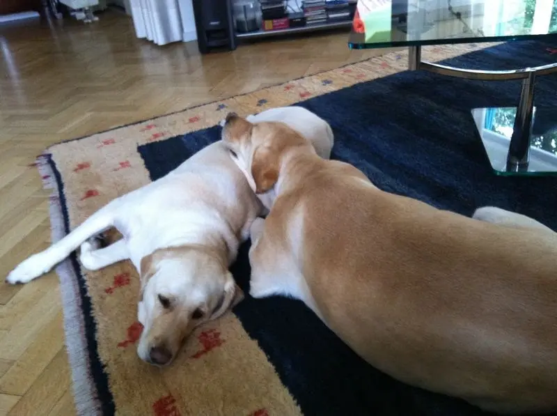 Andachtsbild von Brigitta