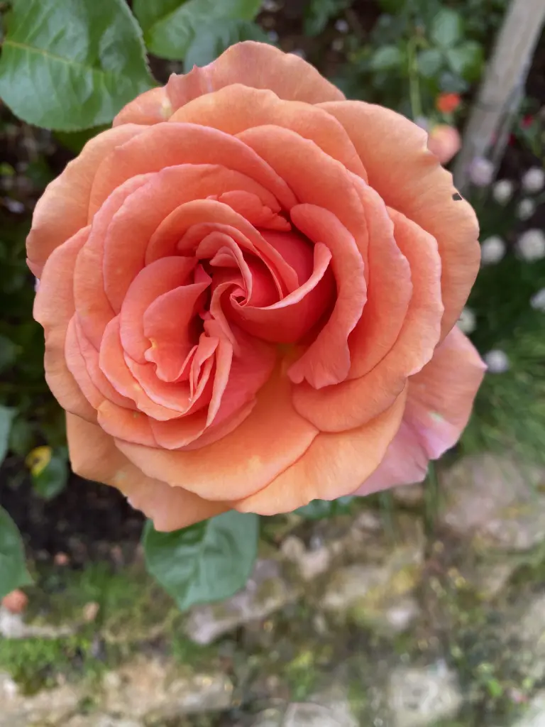 Andachtsbild von Brigitta 