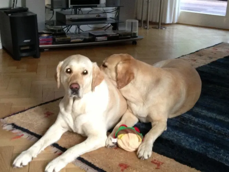 Andachtsbild von Brigitta