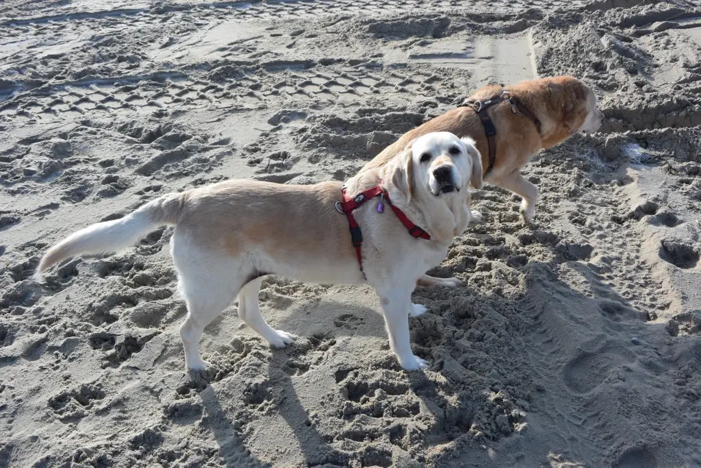 Andachtsbild von Brigitta