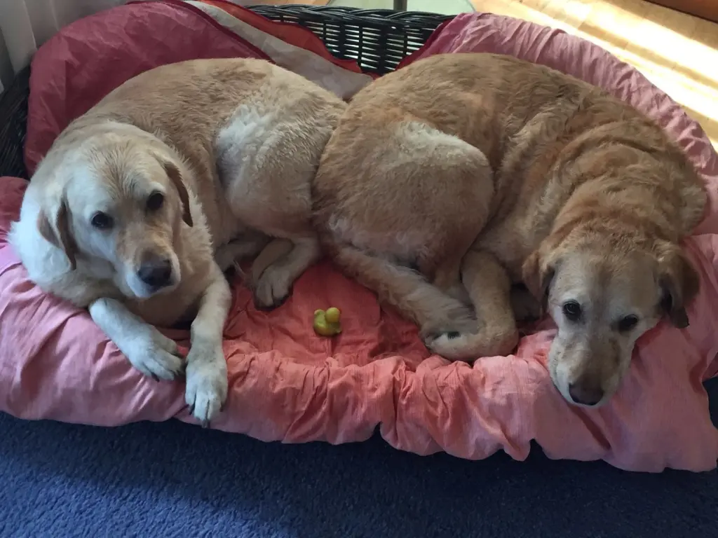 Andachtsbild von Brigitta