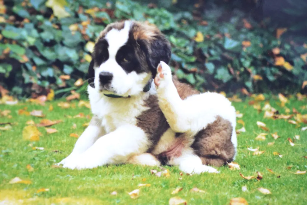 Andachtsbild von Brigitta