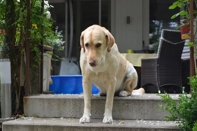 Andachtsbild von Brigitta 