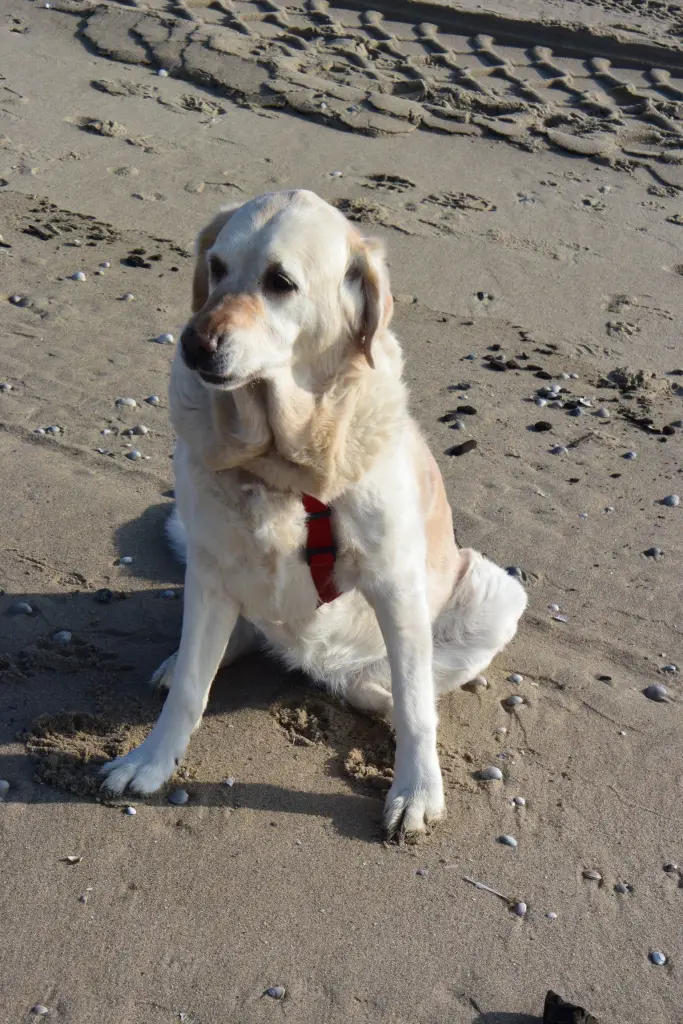 Andachtsbild von Brigitta 