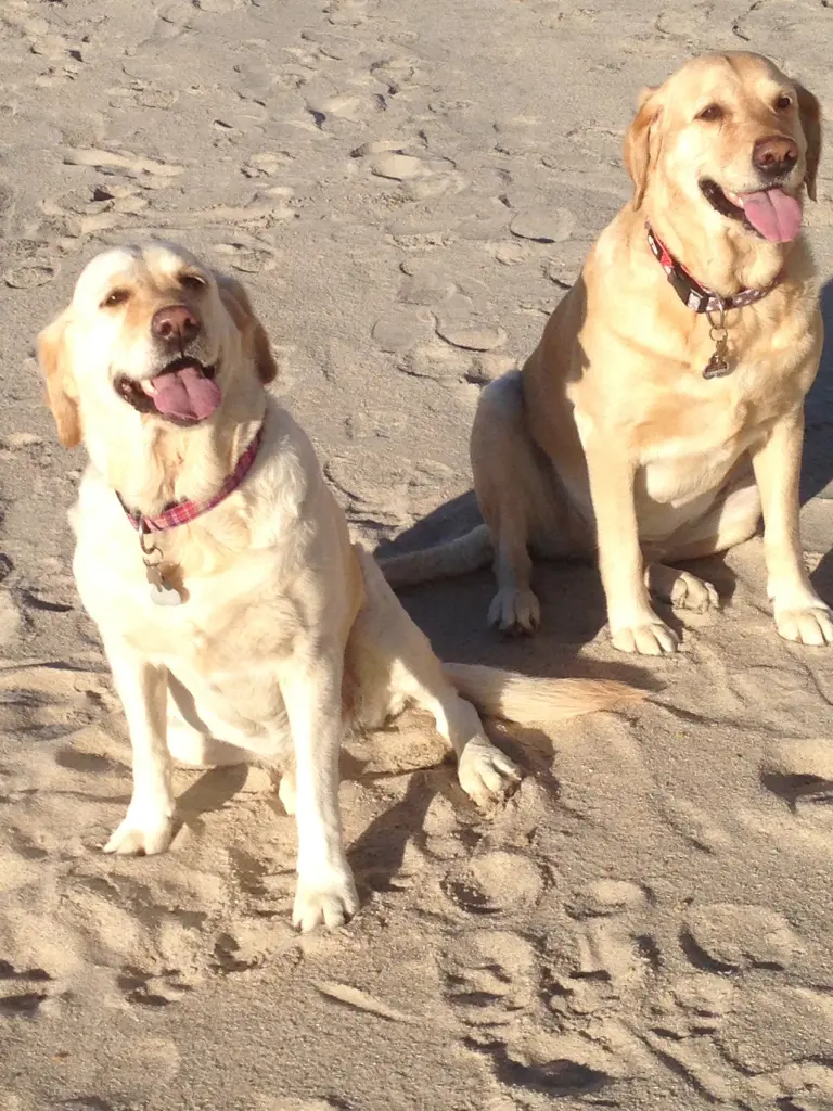 Andachtsbild von Brigitta 