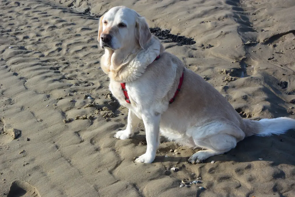 Andachtsbild von Brigitta 