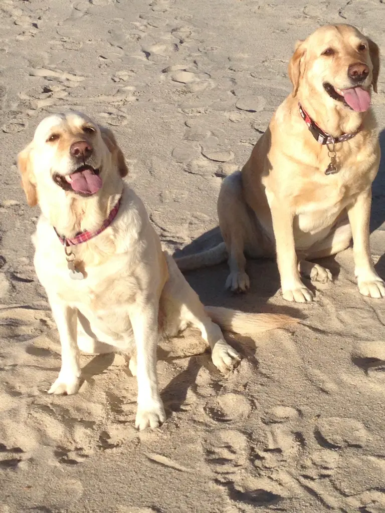 Andachtsbild von Brigitta 