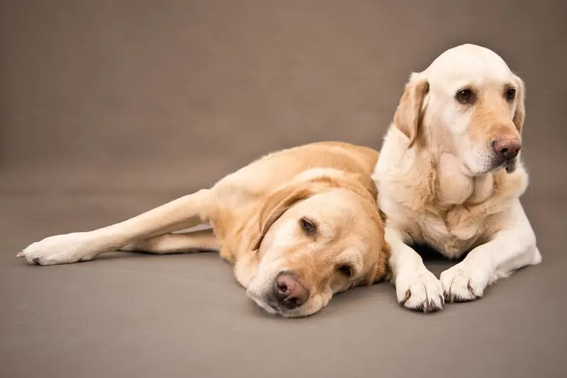 Andachtsbild von Brigitta 