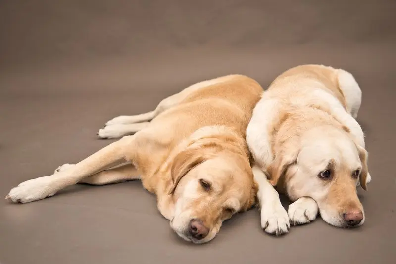 Andachtsbild von Brigitta 