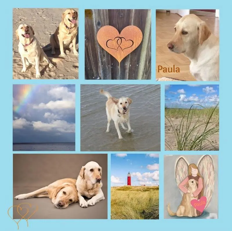 Andachtsbild von Rosen für Paula zum 3. Sternchengeburtstag