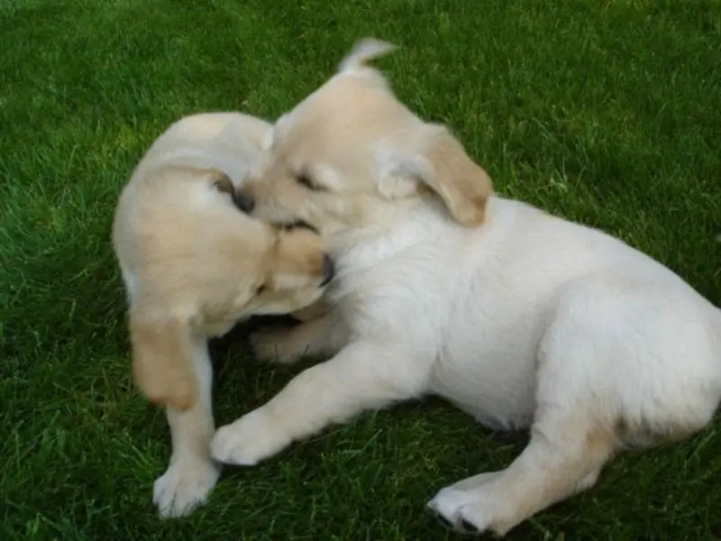 Andachtsbild von Brigitta 