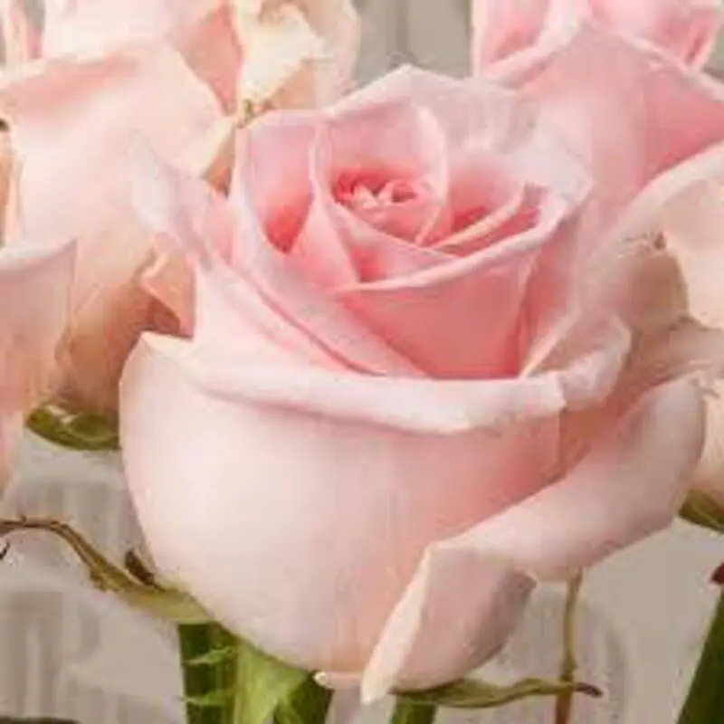 Andachtsbild von Brigitta 