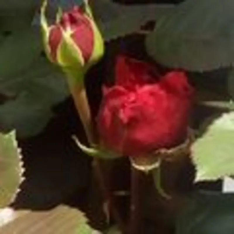 Andachtsbild von Unbekannt