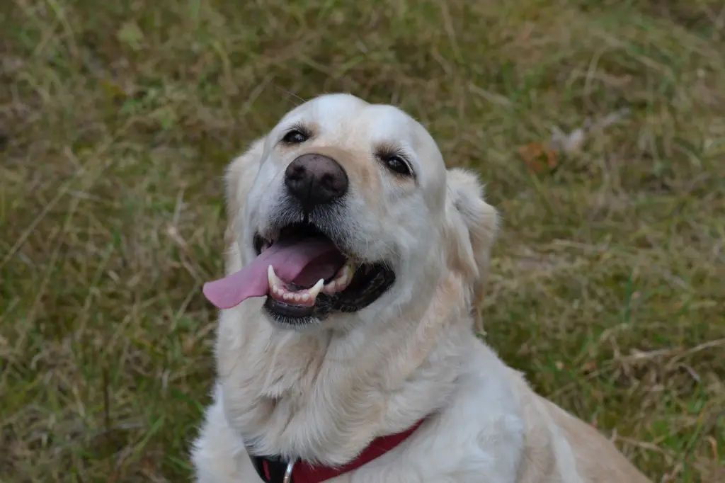 Andachtsbild von Brigitta 