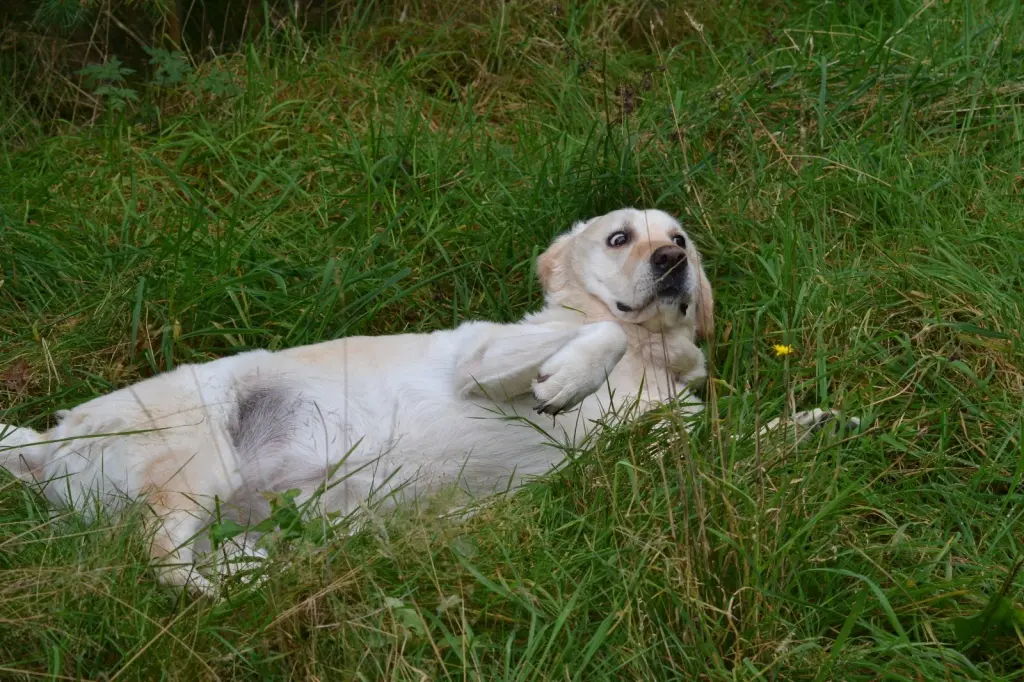 Andachtsbild von Brigitta 