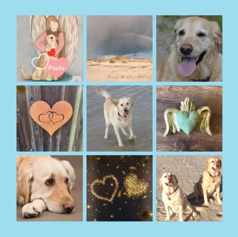 Andachtsbild von Rosen zum 4. Sternchengeburtstag