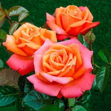 Andachtsbild von Brigitta 