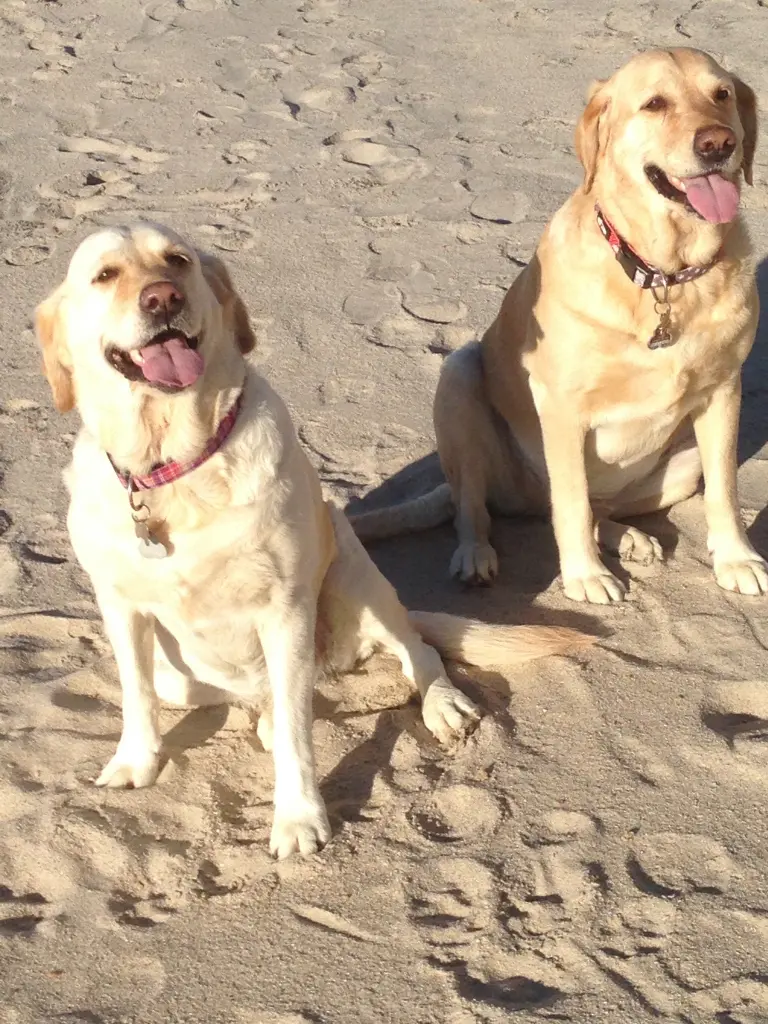 Andachtsbild von Brigitta