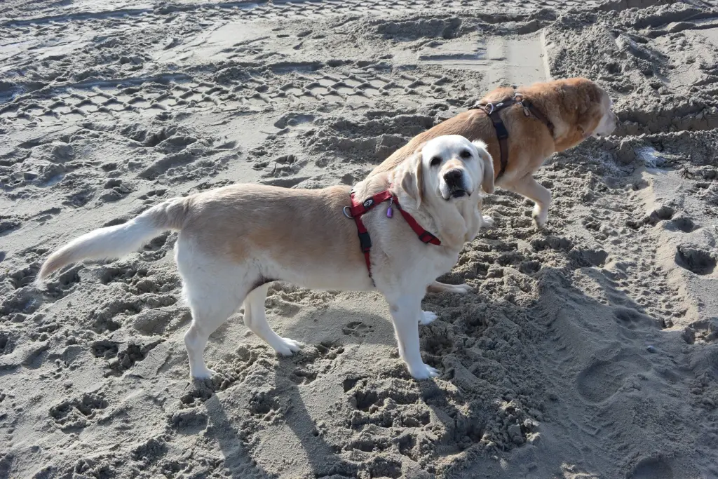 Andachtsbild von Brigitta 