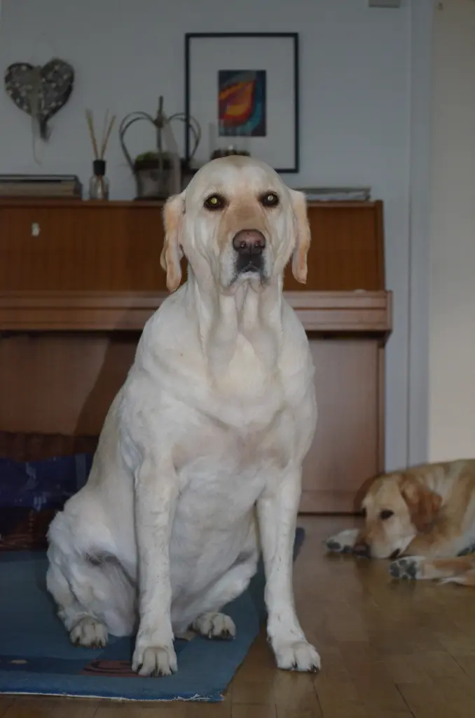 Andachtsbild von Brigitta 