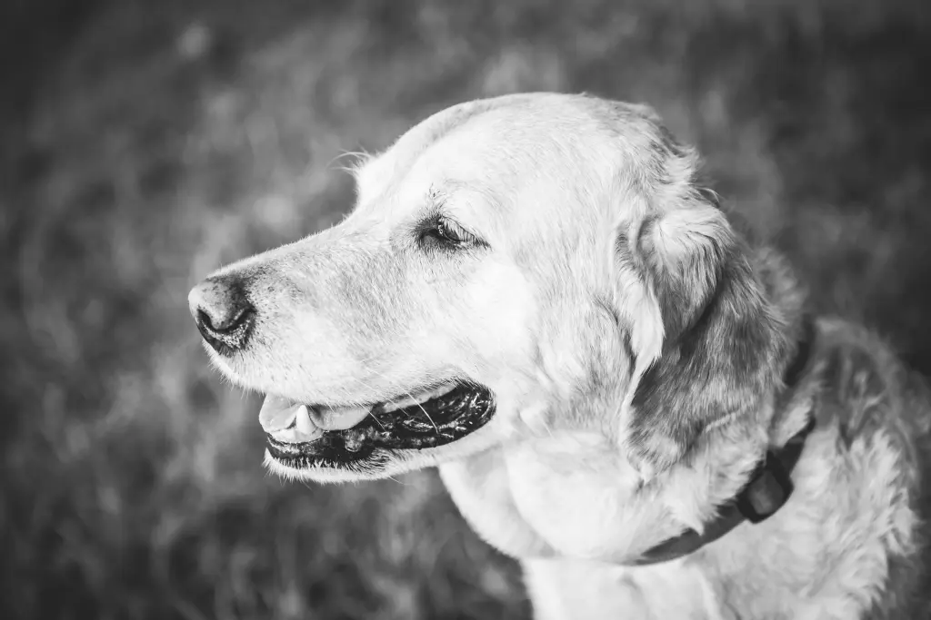 Andachtsbild von Brigitta 