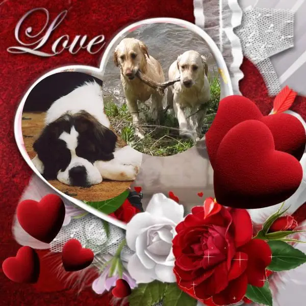 Andachtsbild von Fur Paulinchen❤️⭐️