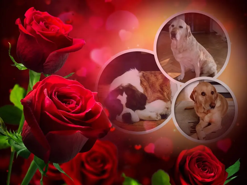 Andachtsbild von Rosenchen❤️❤️❤️❤️❤️❤️❤️fur Paulinchen❤️⭐️und Dorchen❤️⭐️