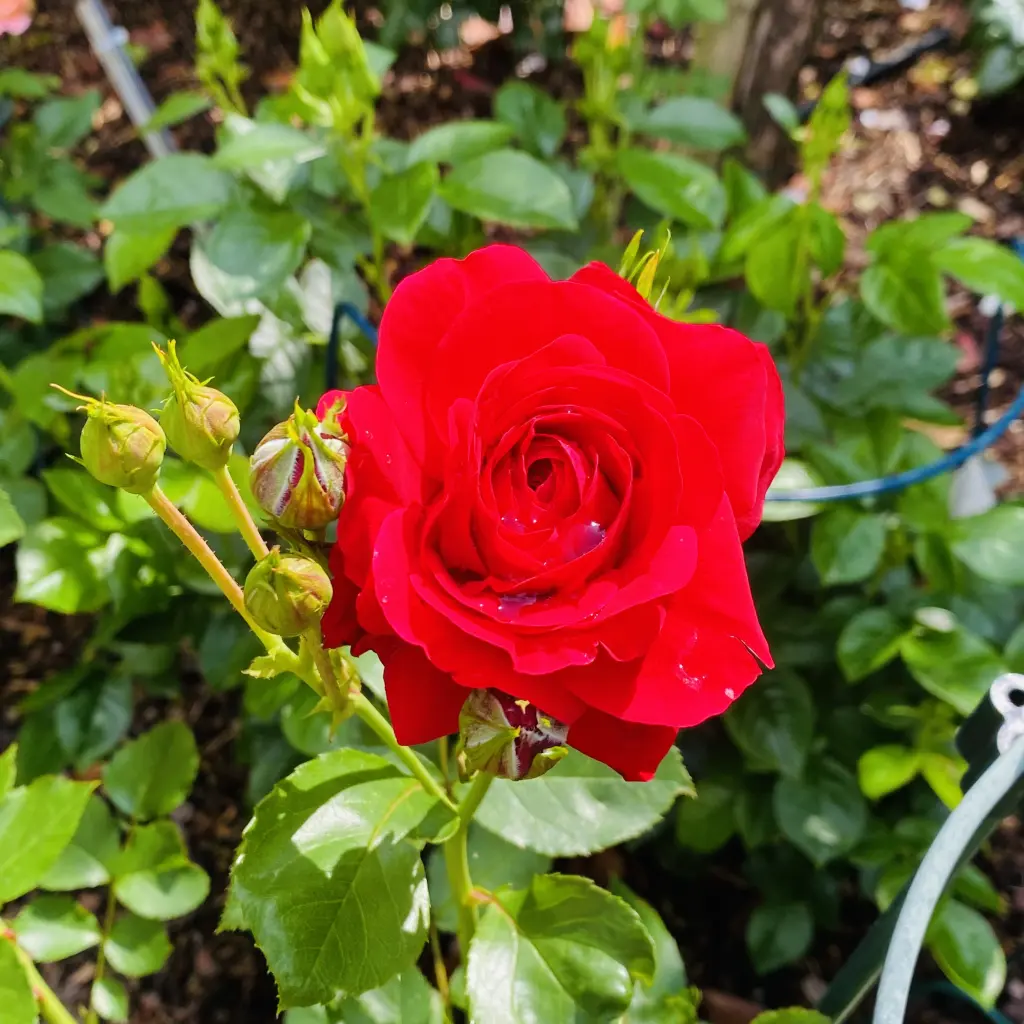 Andachtsbild von Brigitta 