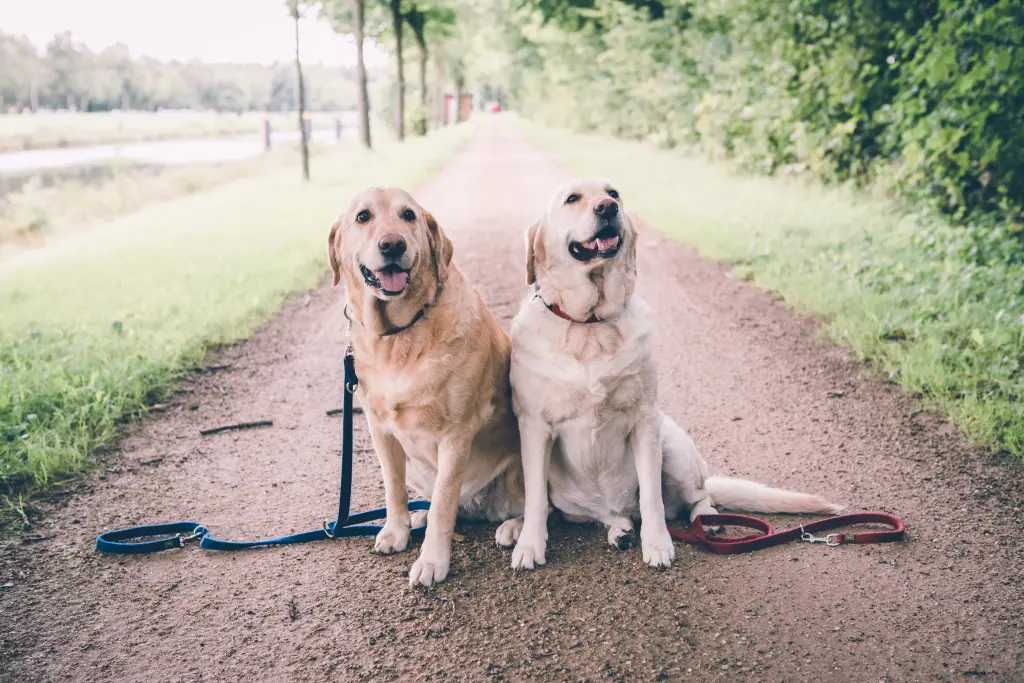 Andachtsbild von Brigitta 