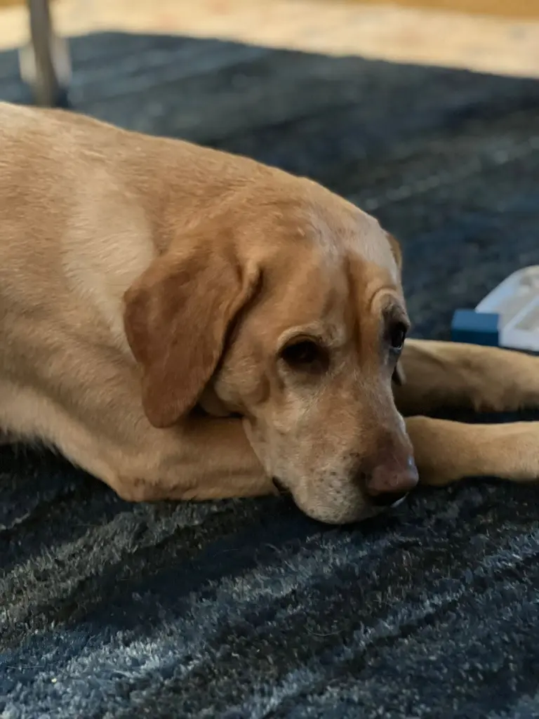 Andachtsbild von Brigitta 