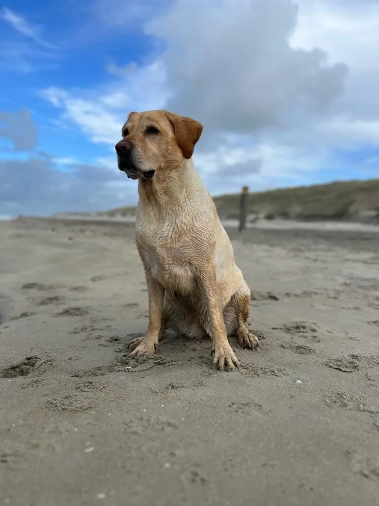 Andachtsbild von Brigitta 