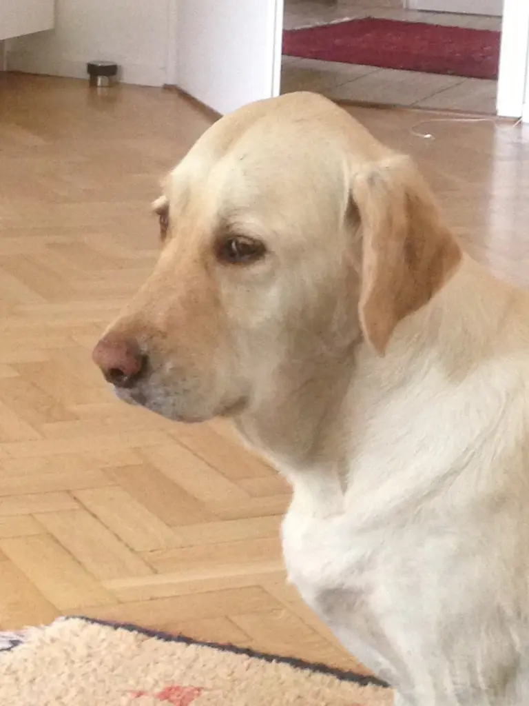 Andachtsbild von Brigitta 