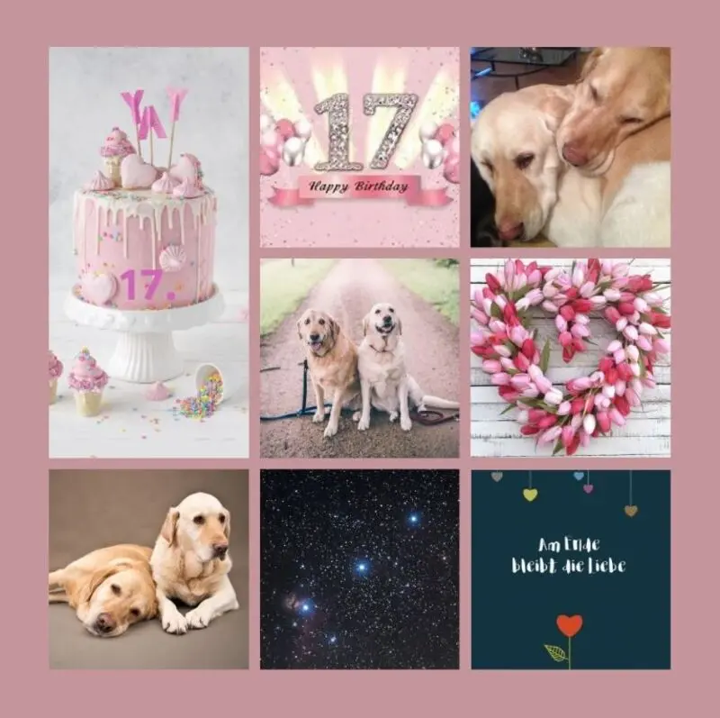 Andachtsbild von Geburtstagsrosen für Paula