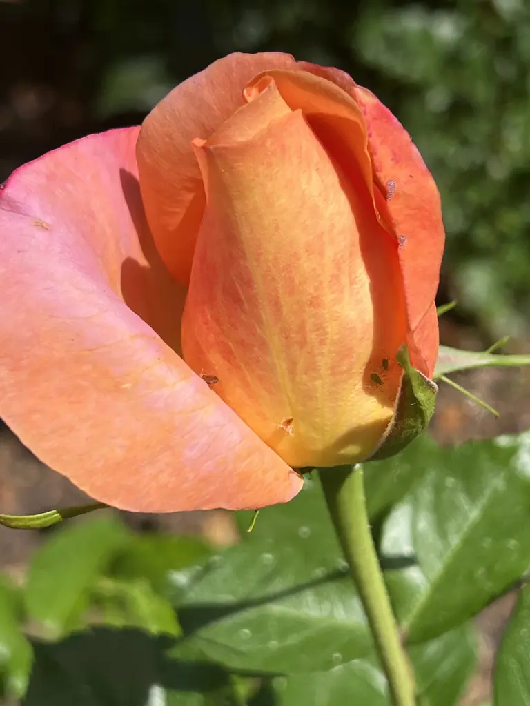 Andachtsbild von Brigitta