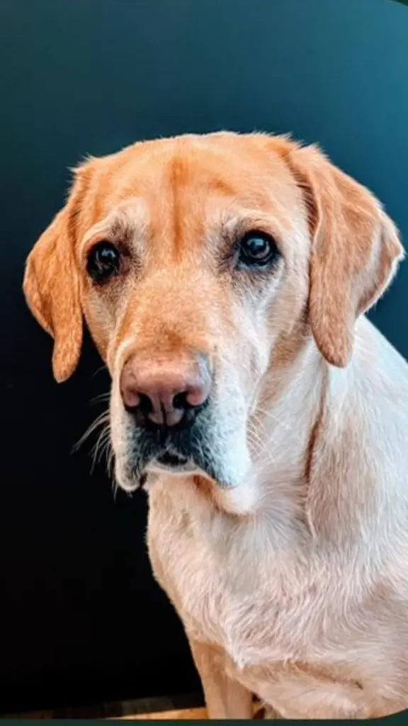 Andachtsbild von Brigitta 