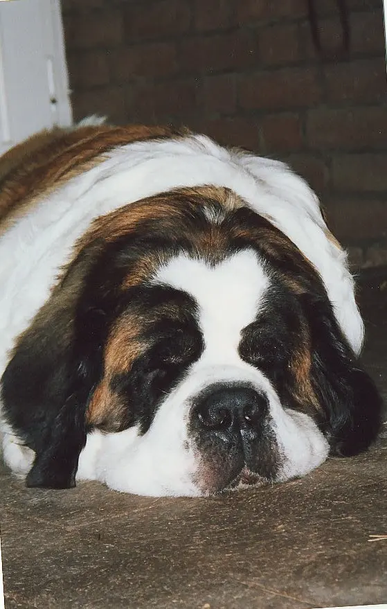 Andachtsbild von Brigitta 