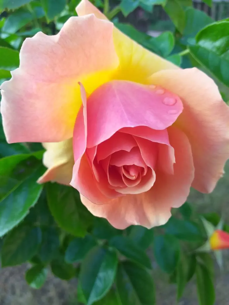 Andachtsbild von Brigitta 