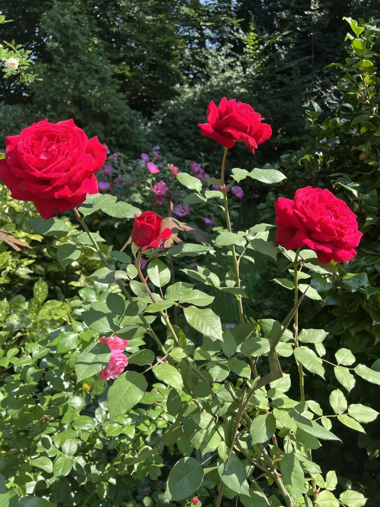 Andachtsbild von Brigitta 