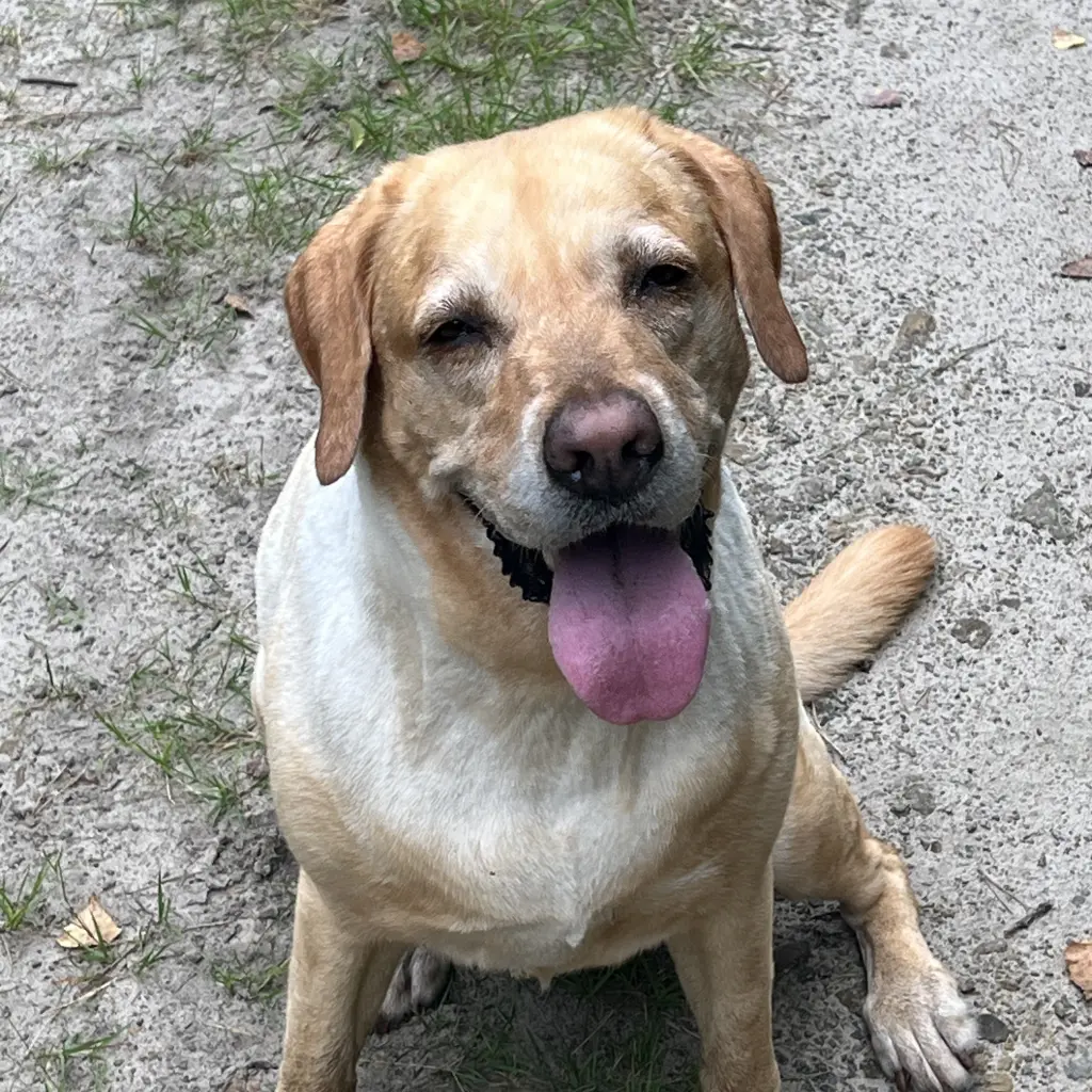 Andachtsbild von Brigitta