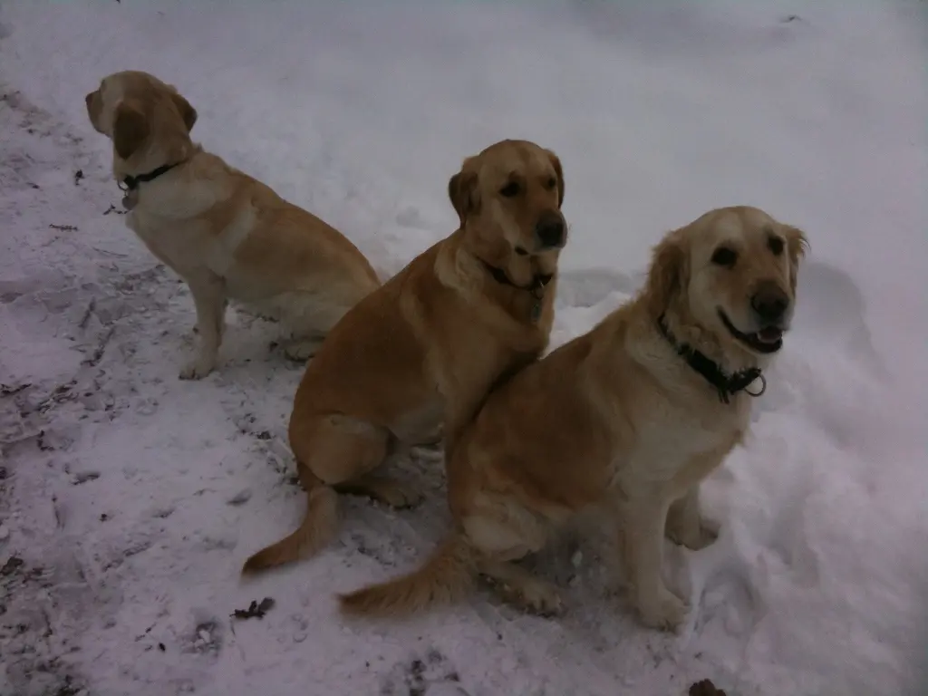 Andachtsbild von Brigitta 